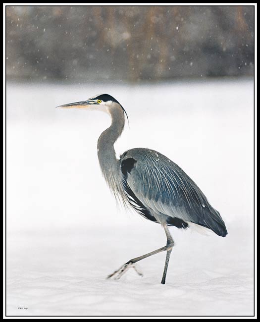 heron in snow 21