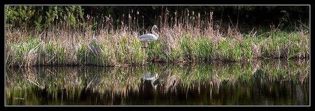 swan reflection 22