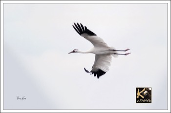  Whooping Crane in flight 