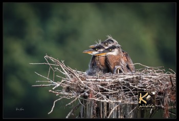  heron chicks in nest 