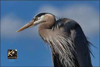  heron closeup 