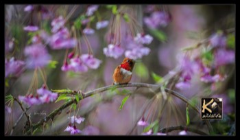  Rufous Hummer springtime 