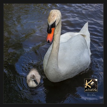  Mute Swan and young 