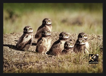  burrowing owl young 