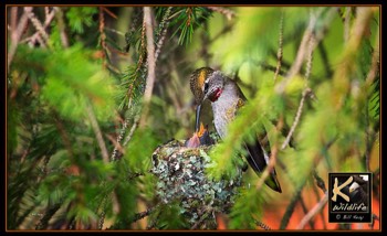  hummer feeding young 2 