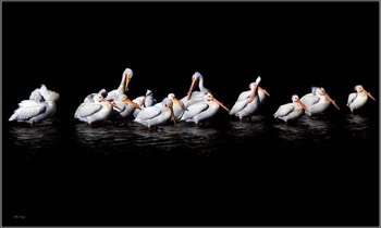  pelican rest 17 