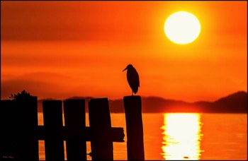  sunset heron 23 