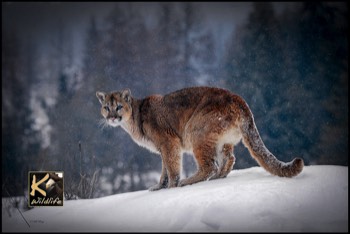  cougar in snow 12 