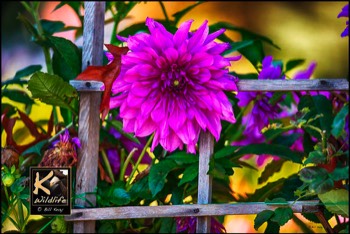  fence bloom 2 