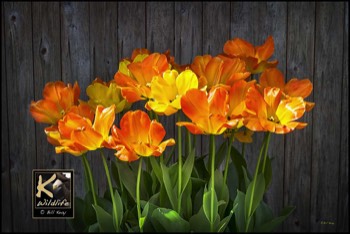  tulips barnwood 4 