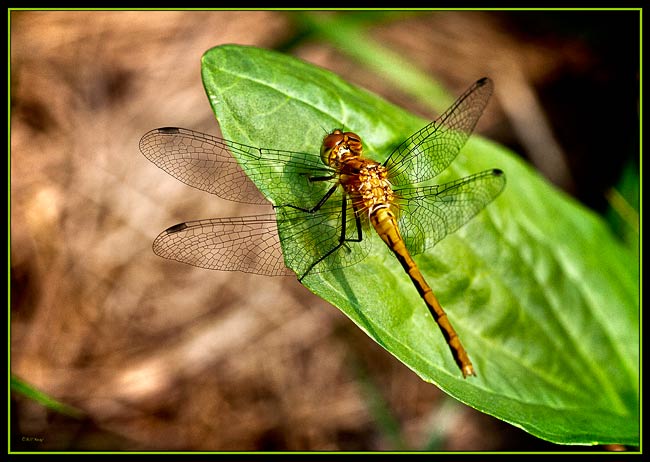 leaf dragonfly 3
