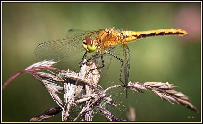 golden dragonfly 4