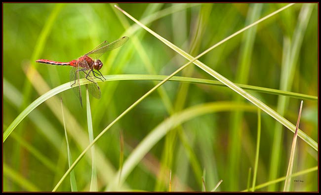 dragonfly in reeds 5