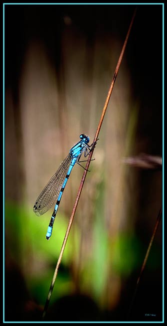 bluet 6