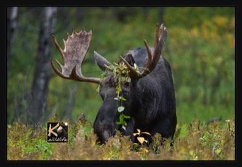  moose 