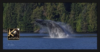  humpback whale splash 1 