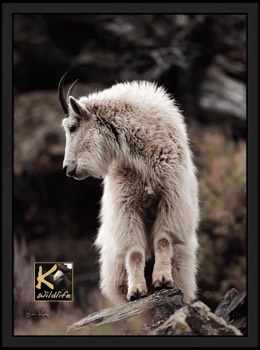  mountain goat 1 