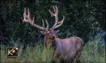  elk in fall 7 