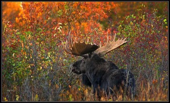  autumn moose 12 