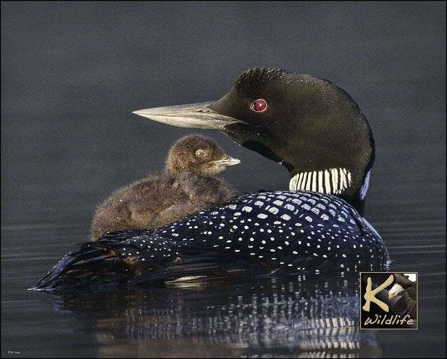 tenderness loon 3