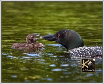  feeding young 2 