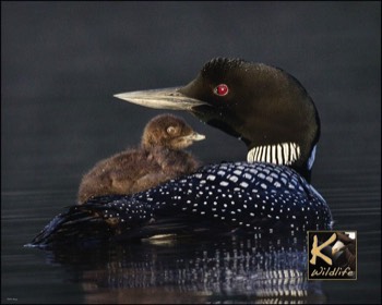  tenderness loon 3 