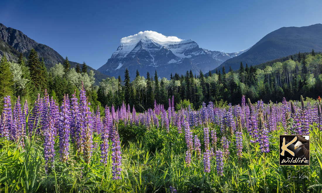 3 - Mount Robson & flowers