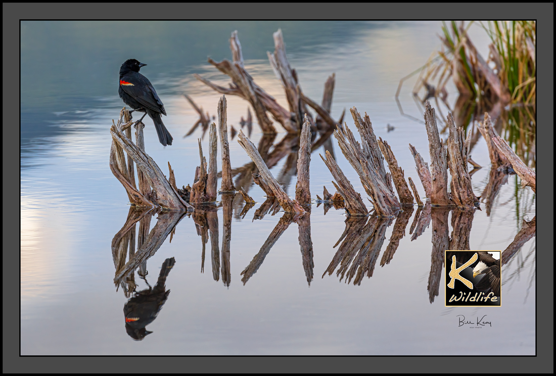 7 - Red-Winged Blackbird reflection
