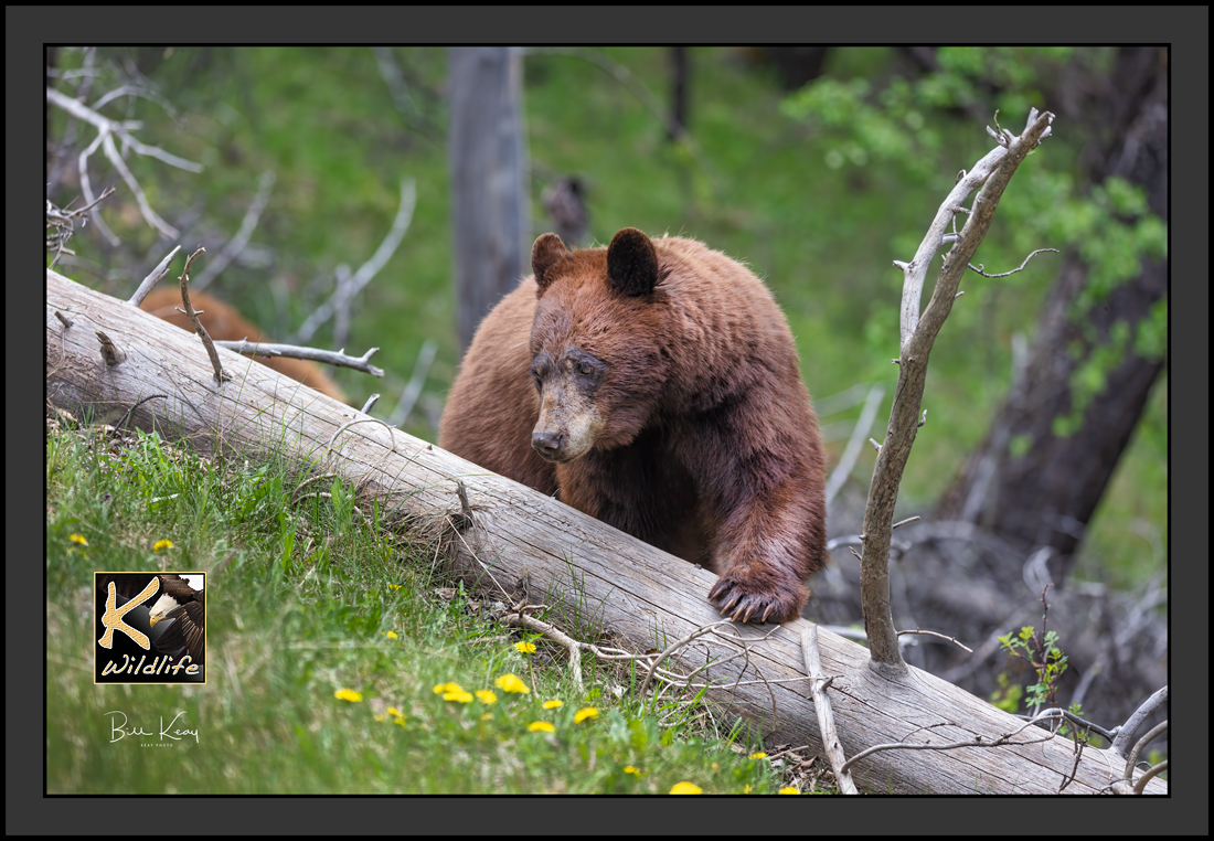 8 - Black Bear (blond) claws