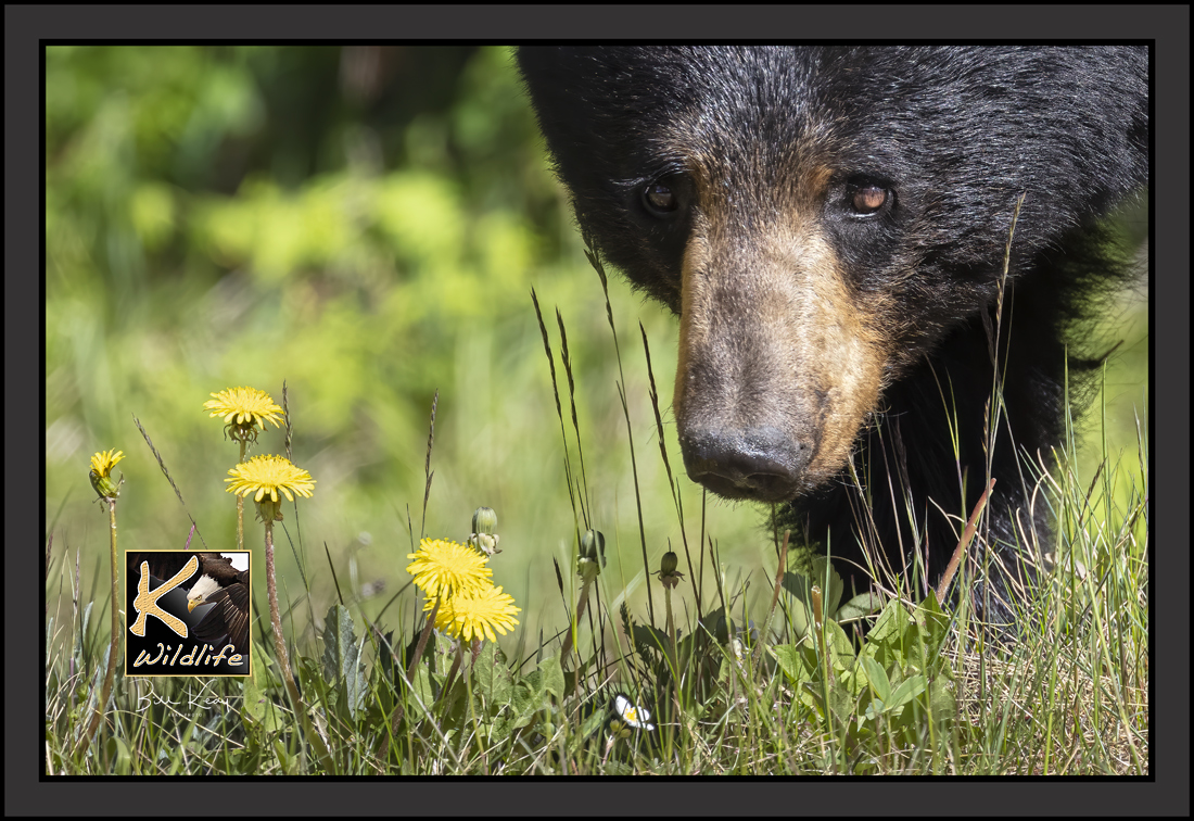9 - dandylion eating black bear