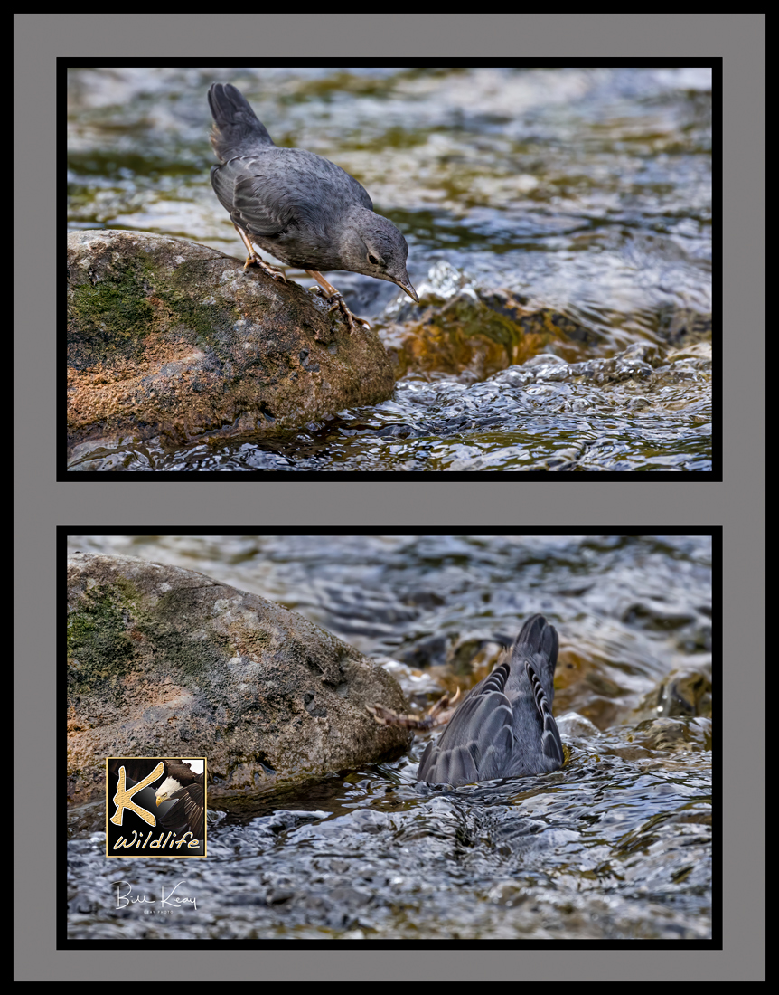 10 - dipper in cold mountain stream