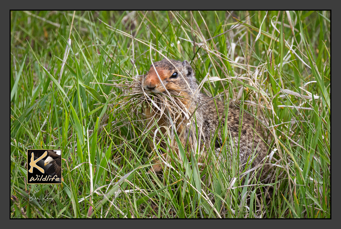 11 - Columbian ground squirrel with nesting material