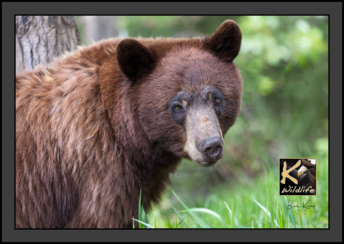 16 - black bear (blond) closeup 