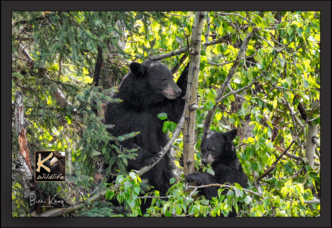 17 - black bear family in tree