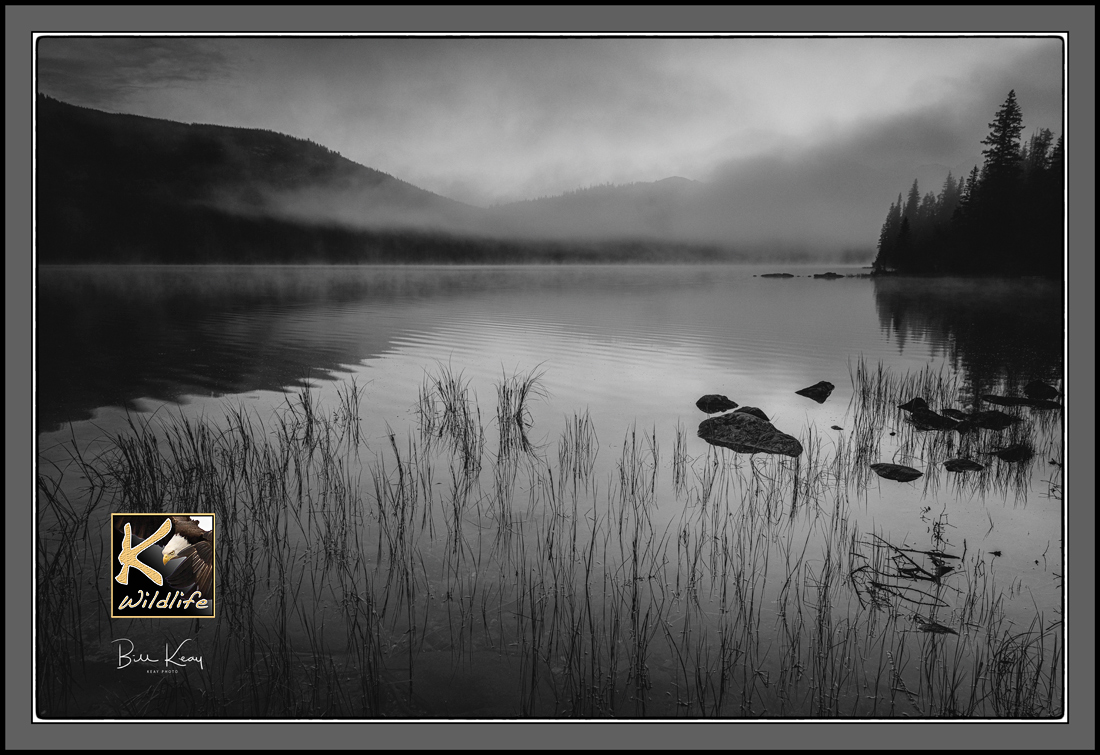 18 - reeds - early morning pond