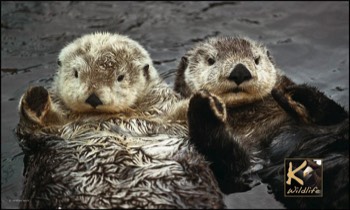  sea otters rafting 1 