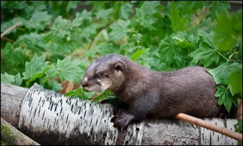  river otter 3 