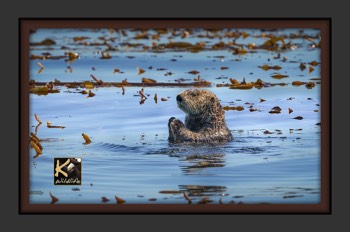  sea otter prayer 5 