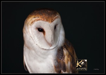  closeup barn owl 21 