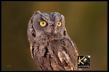  screech owl 23 