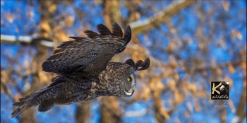  GG owl in fall flight 