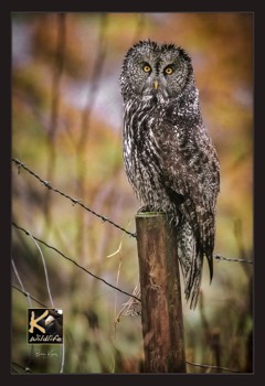  Great Grey Owl after rain  