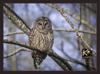  Barred Owl sitting in branch 