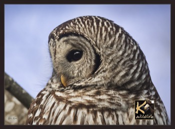  Barred Owl face closeup 