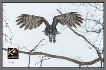  great gray owl wings out 2 