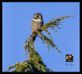  hawk owl on tree top 1 