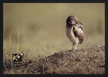  burrowing owl - 1 