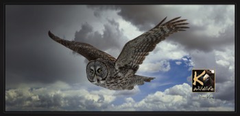  great gray owl sky... 