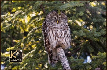  barred owl nap 8 