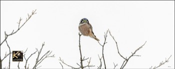  hawk owl perch 12 